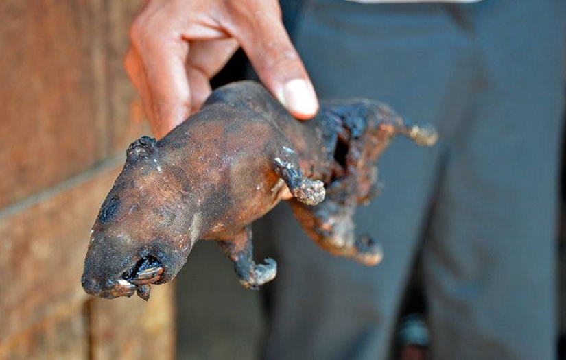 &quot;Domestic Deer&quot; or How Rat Dishes Became Part of National Cuisine in Different Parts of the World
