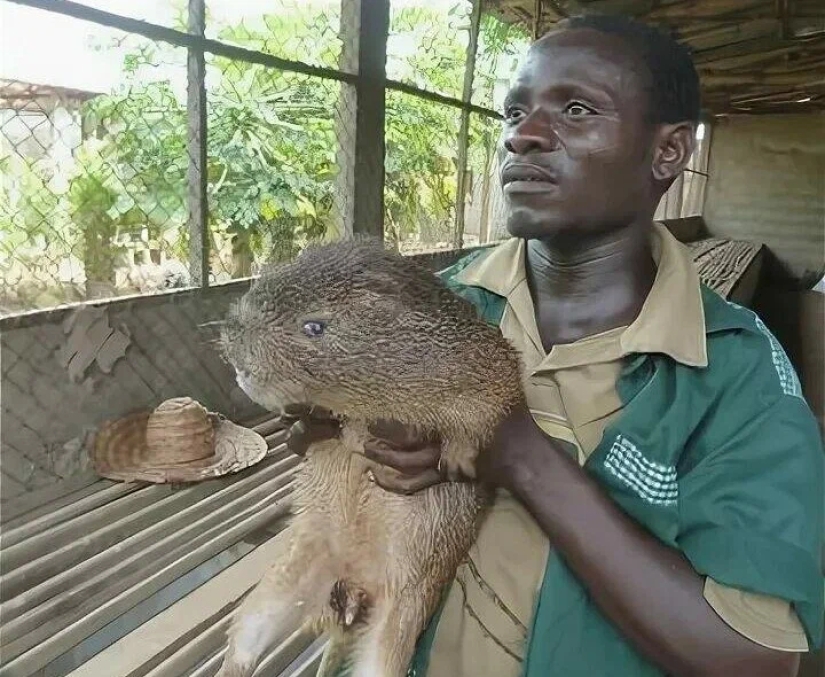 &quot;Domestic Deer&quot; or How Rat Dishes Became Part of National Cuisine in Different Parts of the World