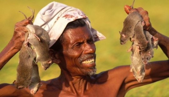 &quot;Domestic Deer&quot; or How Rat Dishes Became Part of National Cuisine in Different Parts of the World