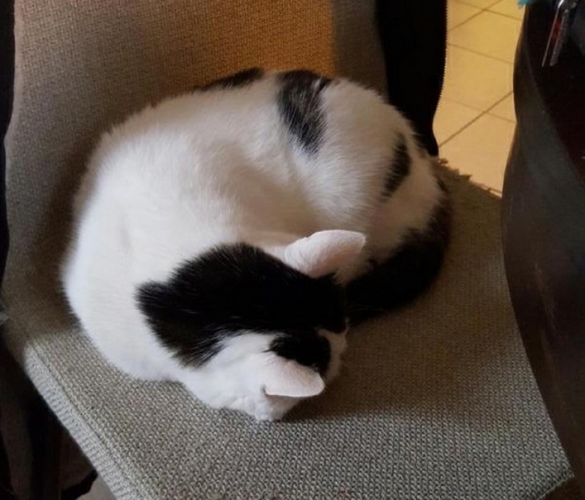 Don't believe your eyes! 22 Amazing Optical Puzzle Photos