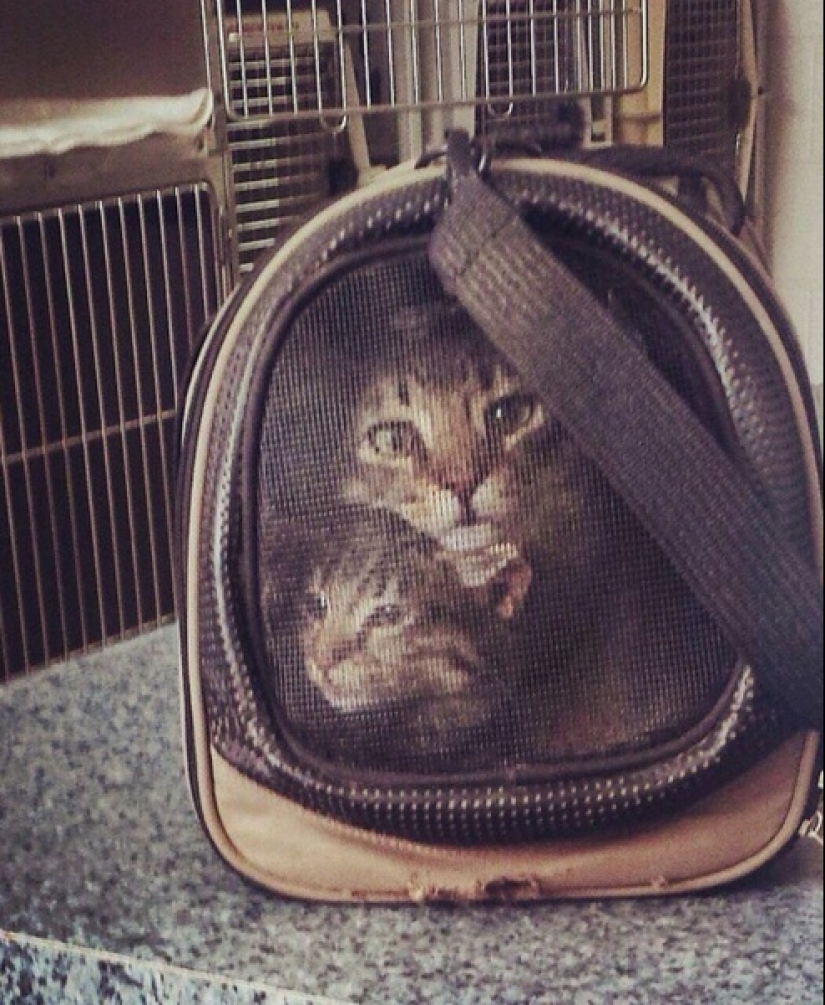 Don't believe your eyes! 22 Amazing Optical Puzzle Photos