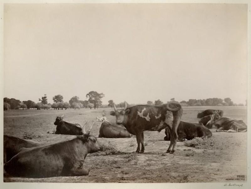 Donskoy álbum de Ivan Vasilyevich Boldyrev Donskoy álbum de Ivan Vasilyevich Boldyrev