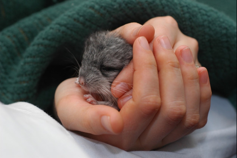 Don't be sad: these animals will remind you that the world is beautiful after all