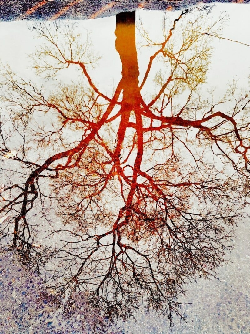 Dr. Joshua Sarinana extraordinary gift: to see the usual puddle of beauty Dr. Joshua Sarinana extraordinary gift: to see the usual puddle of beauty