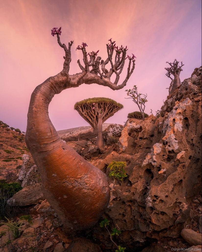 Dragon trees on Socotra in the lens of photographer Daniil Korzhonov Dragon trees on Socotra in the lens of photographer Daniil Korzhonov