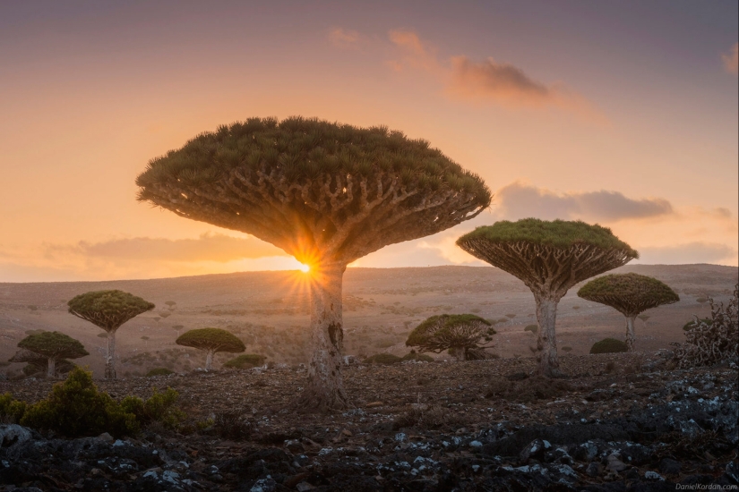 Dragon trees on Socotra in the lens of photographer Daniil Korzhonov Dragon trees on Socotra in the lens of photographer Daniil Korzhonov