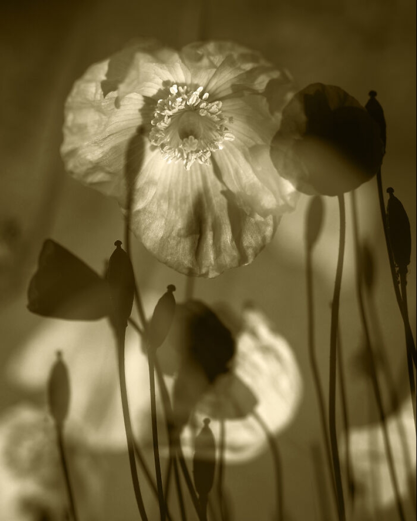 Dreamlike Photographs Of Poppies By Julie Wang