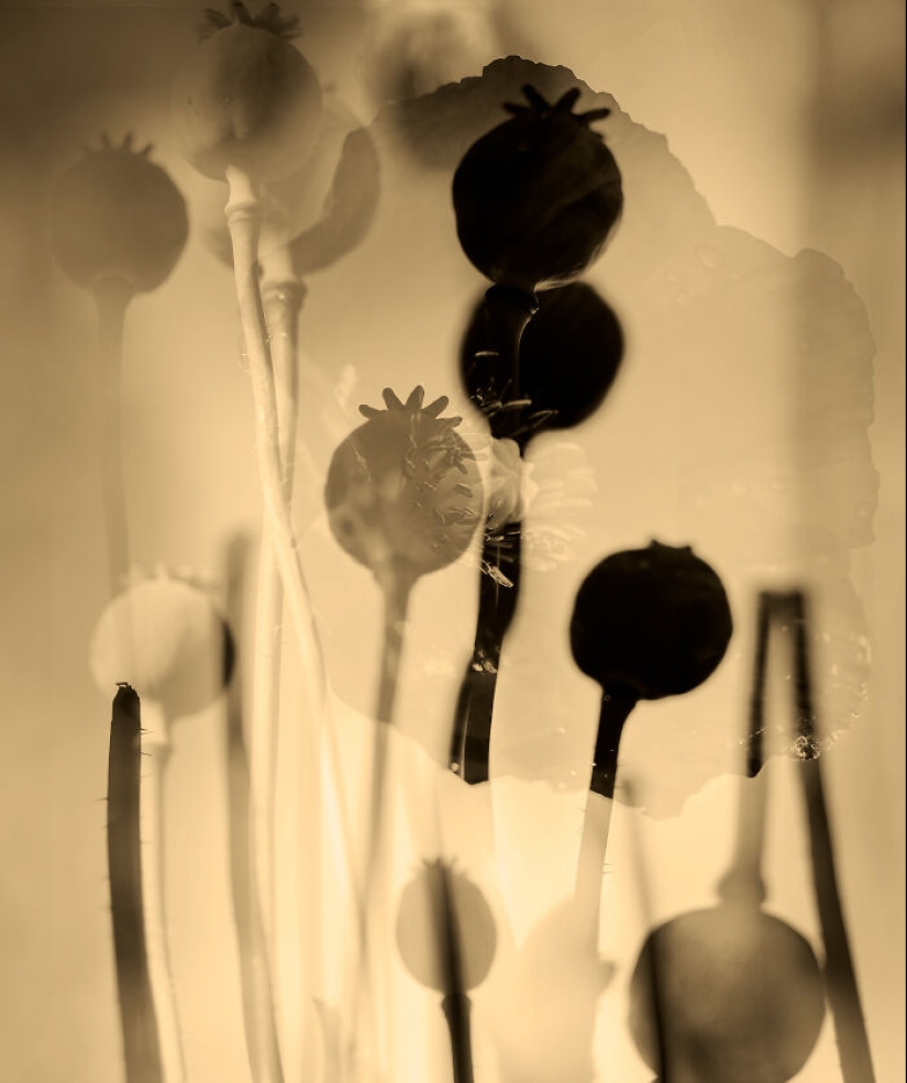 Dreamlike Photographs Of Poppies By Julie Wang