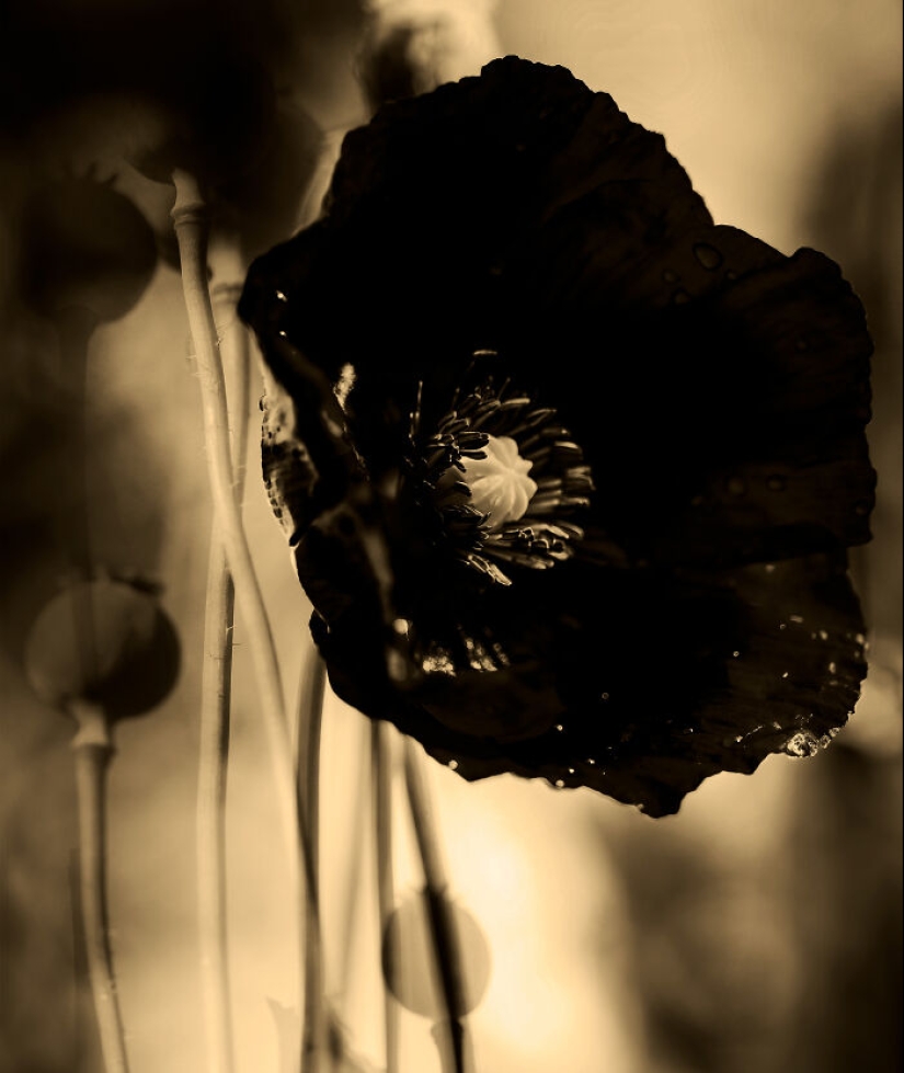 Dreamlike Photographs Of Poppies By Julie Wang