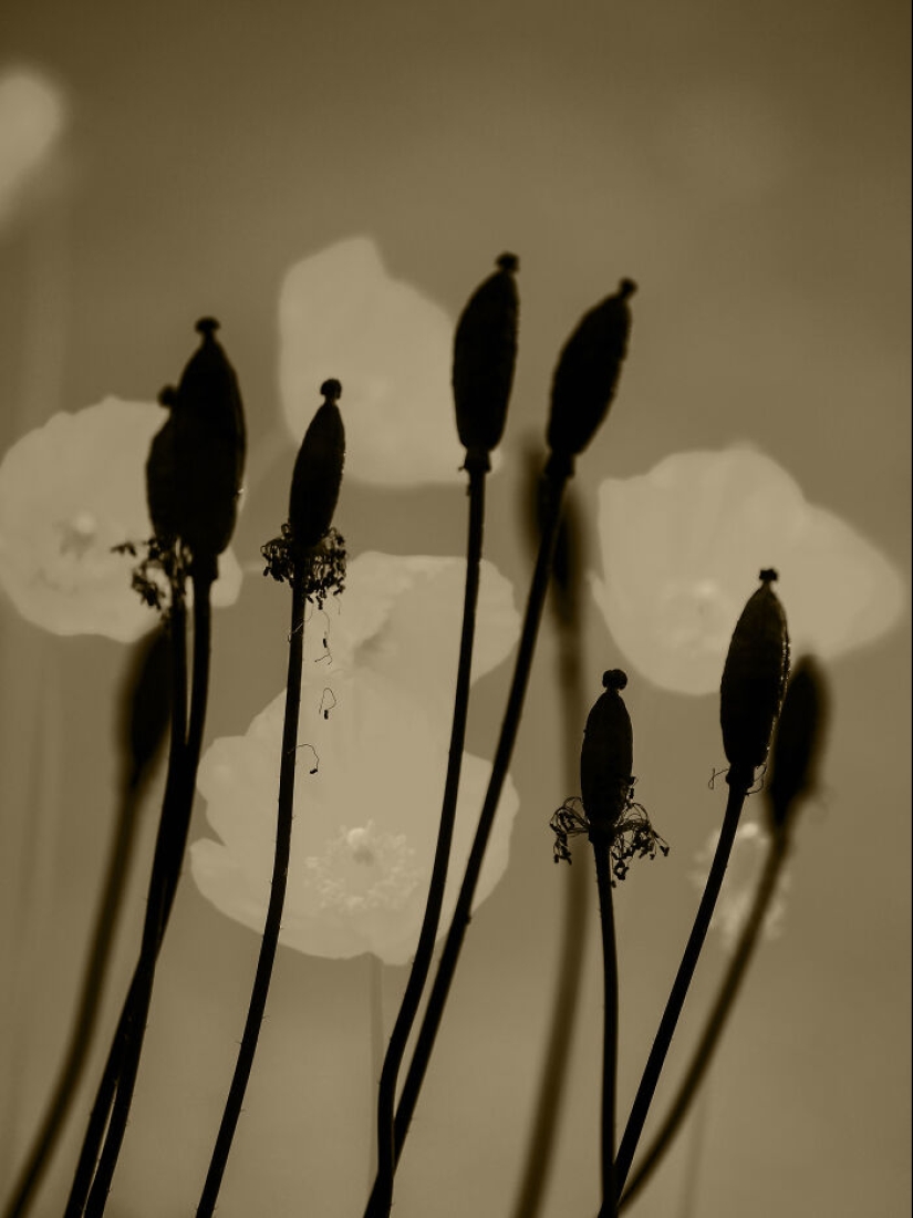 Dreamlike Photographs Of Poppies By Julie Wang