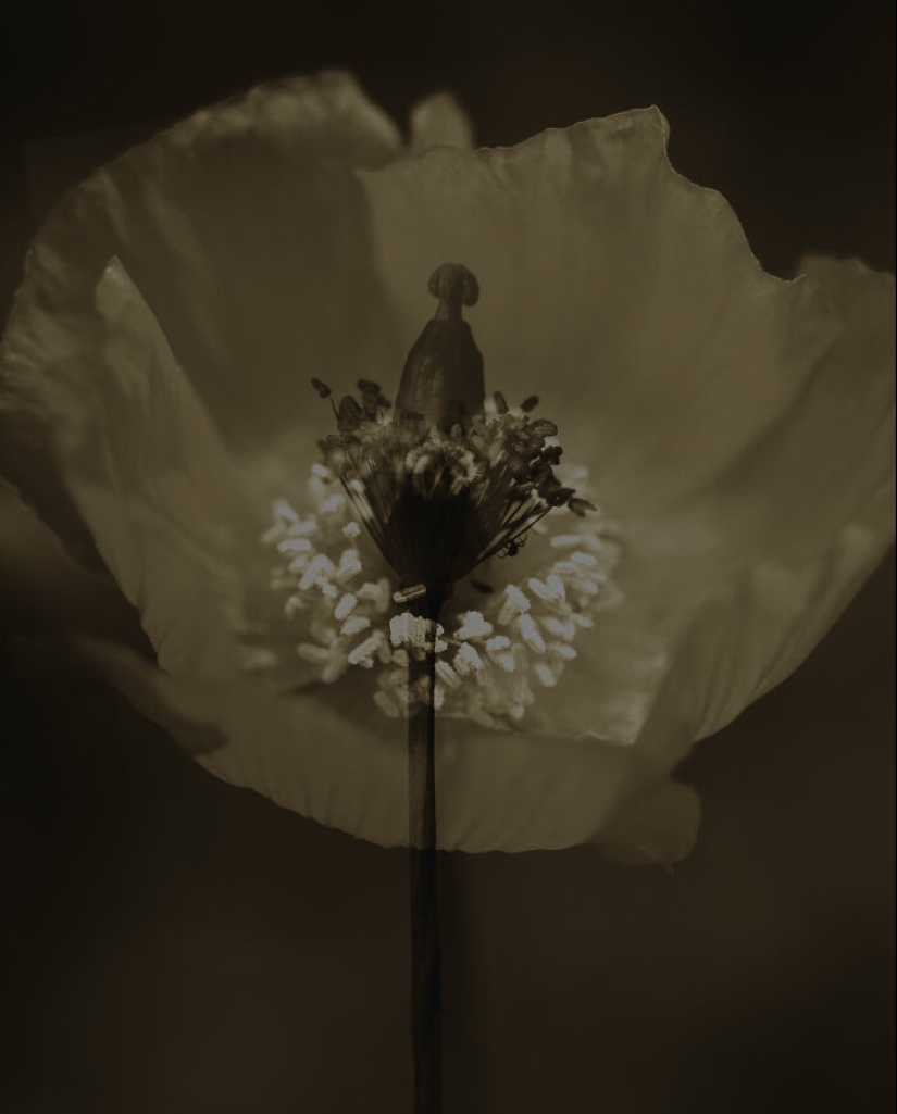 Dreamlike Photographs Of Poppies By Julie Wang