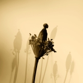 Dreamlike Photographs Of Poppies By Julie Wang