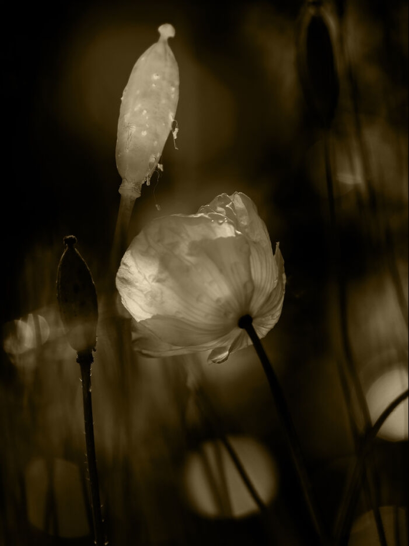 Dreamlike Photographs Of Poppies By Julie Wang