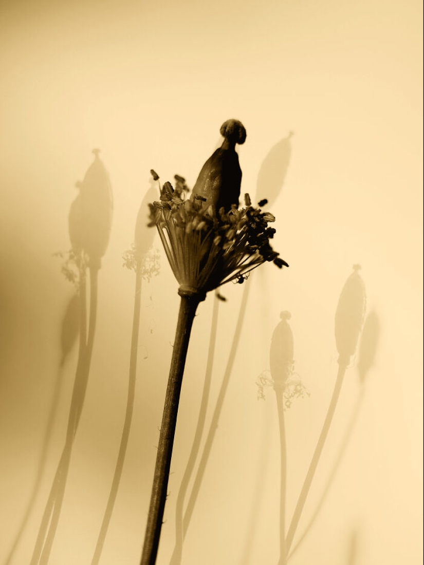 Dreamlike Photographs Of Poppies By Julie Wang