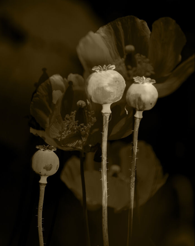 Dreamlike Photographs Of Poppies By Julie Wang