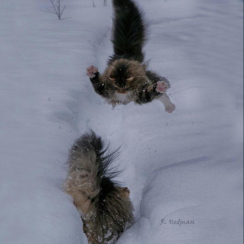 Duras gatos de Finlandia en invierno extensiones Duras gatos de Finlandia en invierno extensiones