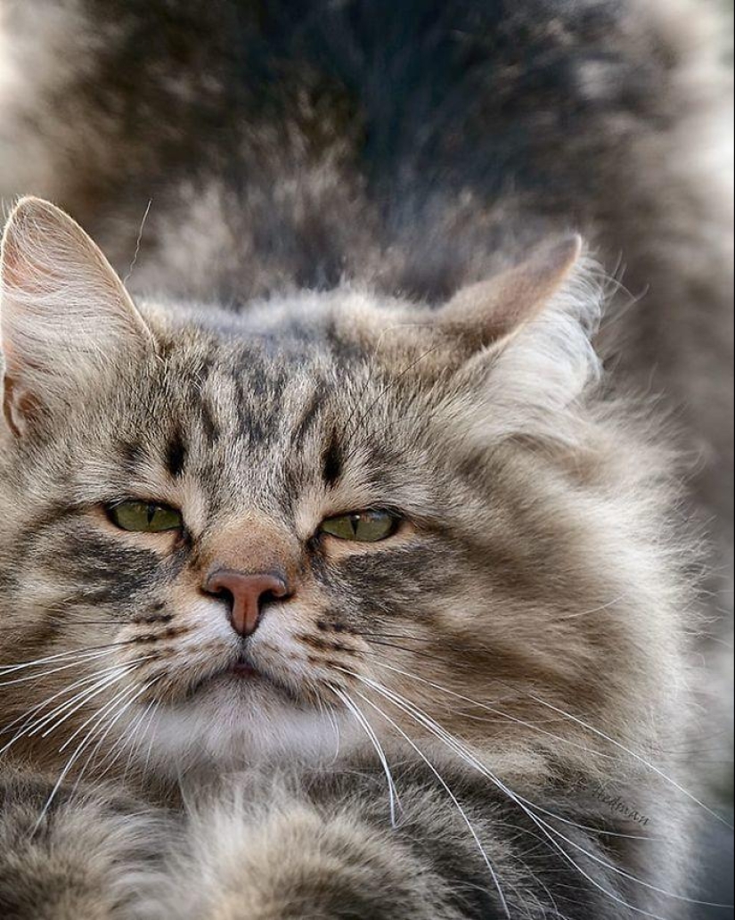 Duras gatos de Finlandia en invierno extensiones Duras gatos de Finlandia en invierno extensiones