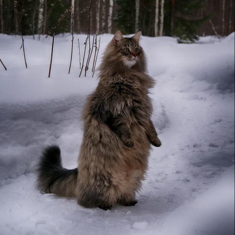 Duras gatos de Finlandia en invierno extensiones Duras gatos de Finlandia en invierno extensiones