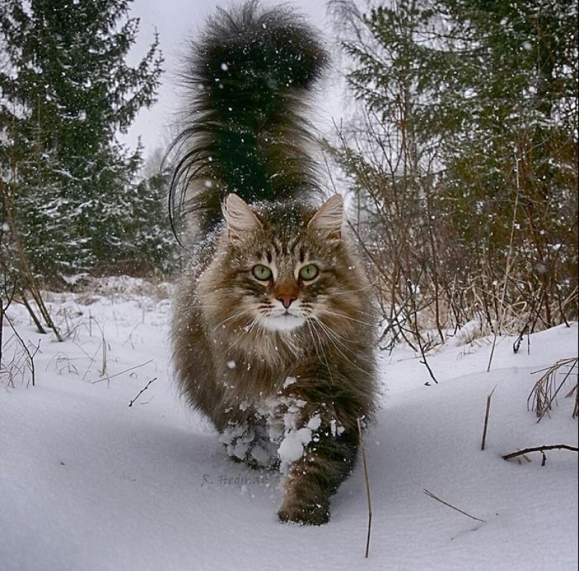 Duras gatos de Finlandia en invierno extensiones Duras gatos de Finlandia en invierno extensiones
