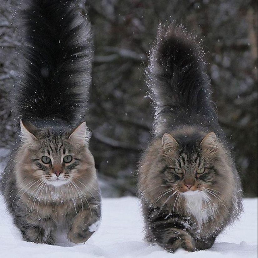 Duras gatos de Finlandia en invierno extensiones Duras gatos de Finlandia en invierno extensiones
