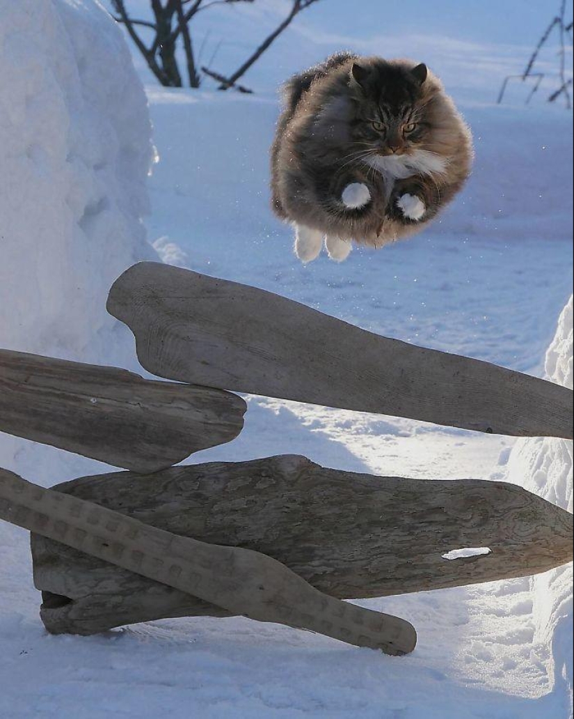 Duras gatos de Finlandia en invierno extensiones Duras gatos de Finlandia en invierno extensiones