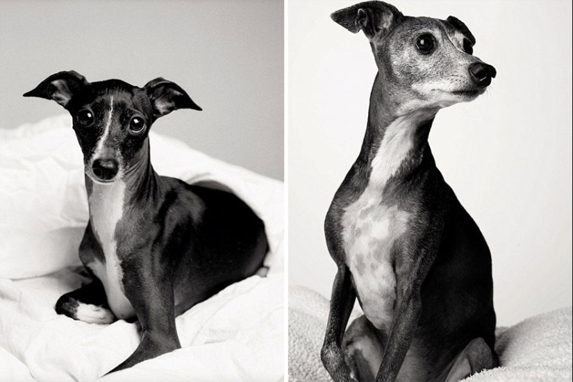 During the journey, the dog could grow up! During the journey, the dog could grow up!