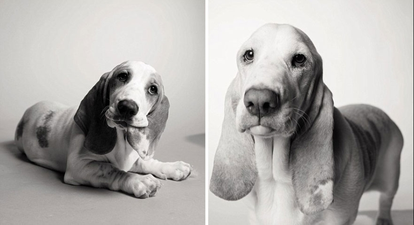 During the journey, the dog could grow up! During the journey, the dog could grow up!