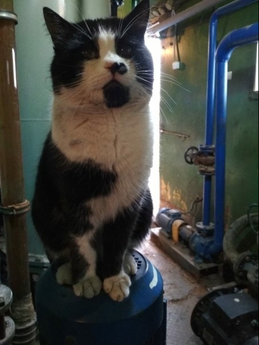 Duro trabajo de los gatos-los trabajadores: ellos nunca dicen que tienen piernas