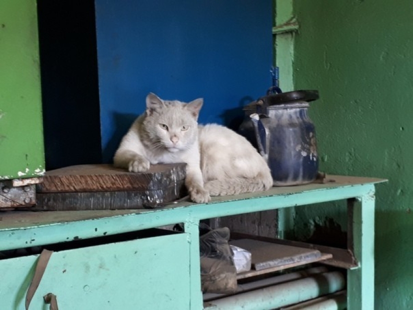 Duro trabajo de los gatos-los trabajadores: ellos nunca dicen que tienen piernas
