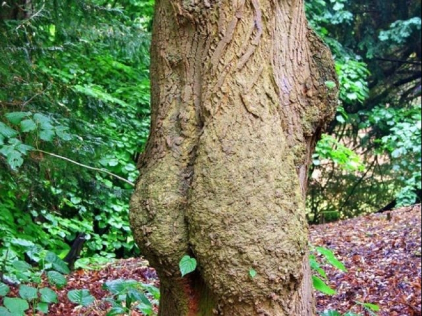 Eglet, kollivubl y otras palabras, cuyo conocimiento puede brillar en la empresa Eglet, kollivubl y otras palabras, cuyo conocimiento puede brillar en la empresa