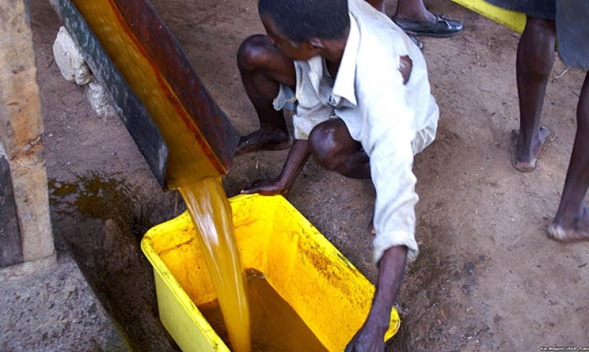 El aceite de palma al descubierto: informe de la Organización Mundial de la Salud