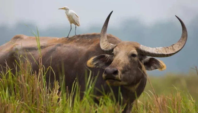 El búfalo de agua indio es un gigante herbívoro que incluso el tigre evita.