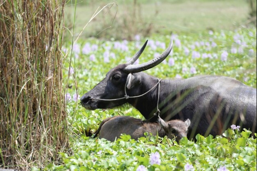El búfalo de agua indio es un gigante herbívoro que incluso el tigre evita.