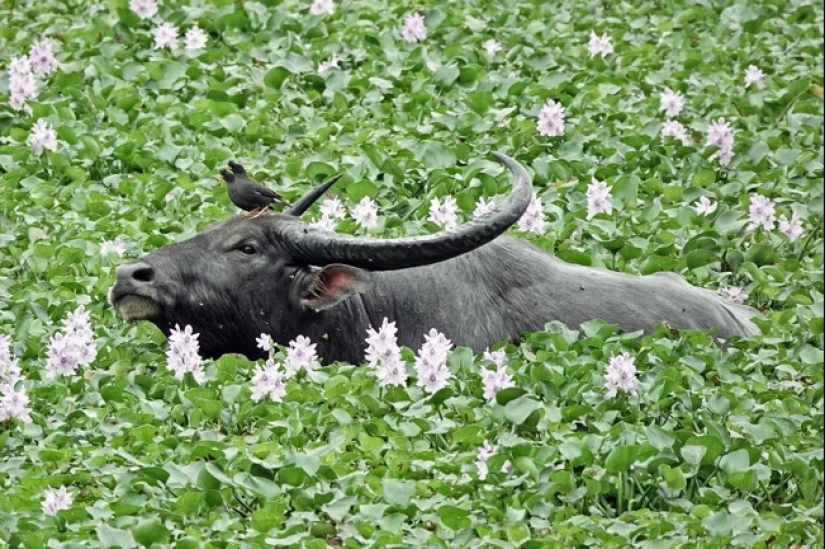 El búfalo de agua indio es un gigante herbívoro que incluso el tigre evita.