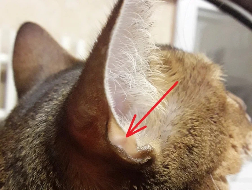 El bolsillo de Henry: lo que esconde el secreto de la anatomía de la oreja del gato El bolsillo de Henry: lo que esconde el secreto de la anatomía de la oreja del gato