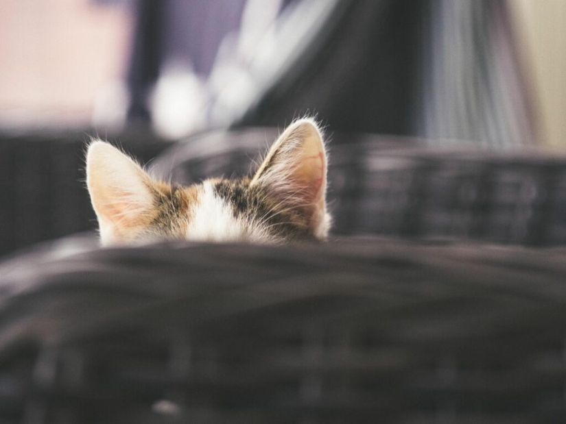 El bolsillo de Henry: lo que esconde el secreto de la anatomía de la oreja del gato El bolsillo de Henry: lo que esconde el secreto de la anatomía de la oreja del gato