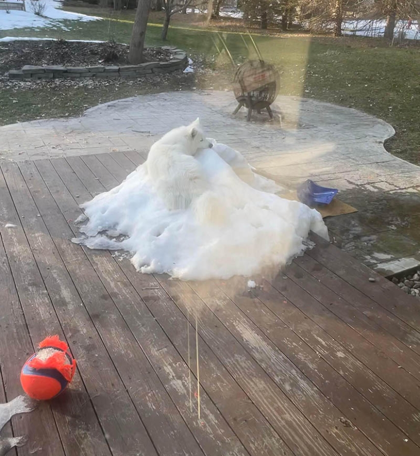 El escondite: 22 fotos que te harán mirar dos veces