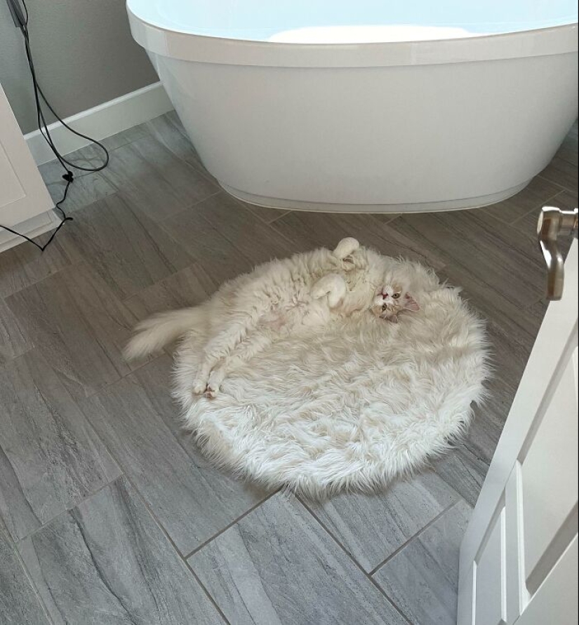 El escondite: 22 fotos que te harán mirar dos veces