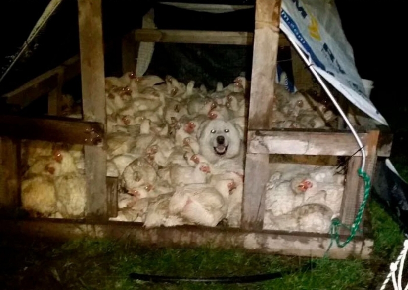 El escondite: 22 fotos que te harán mirar dos veces