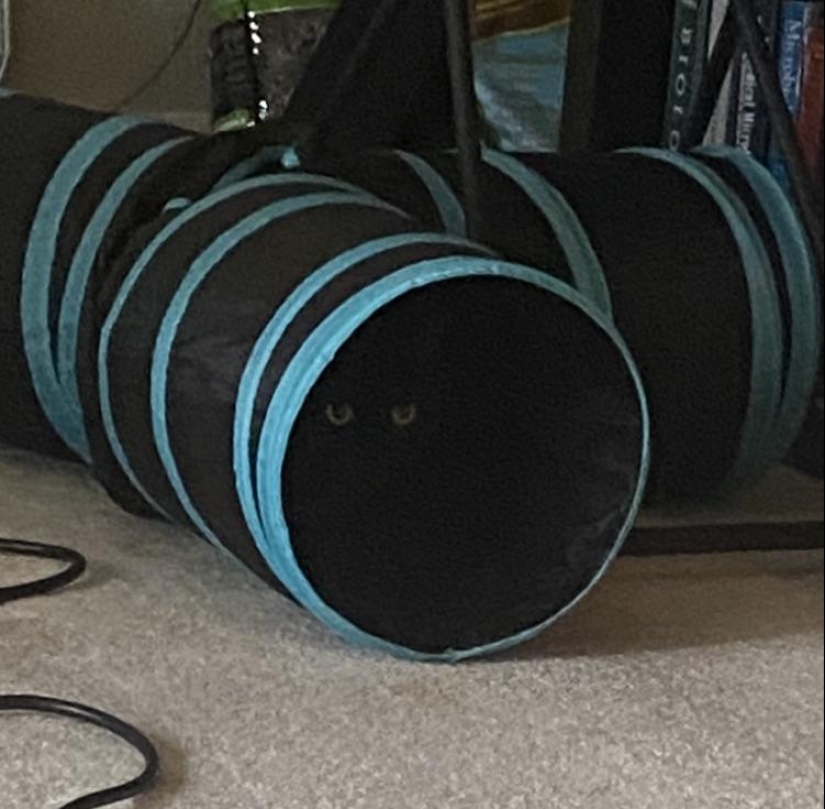 El escondite: 22 fotos que te harán mirar dos veces