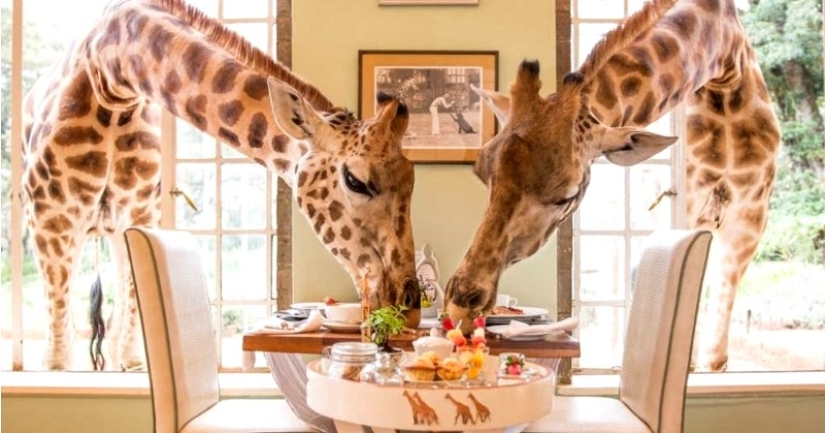 El exclusivo Giraffe Manor Hotel ofrece cenas con jirafas