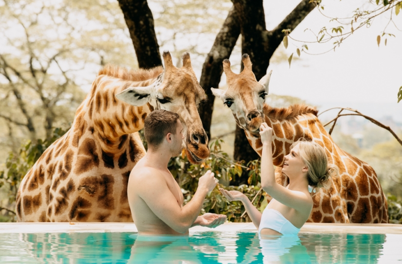 El exclusivo Giraffe Manor Hotel ofrece cenas con jirafas