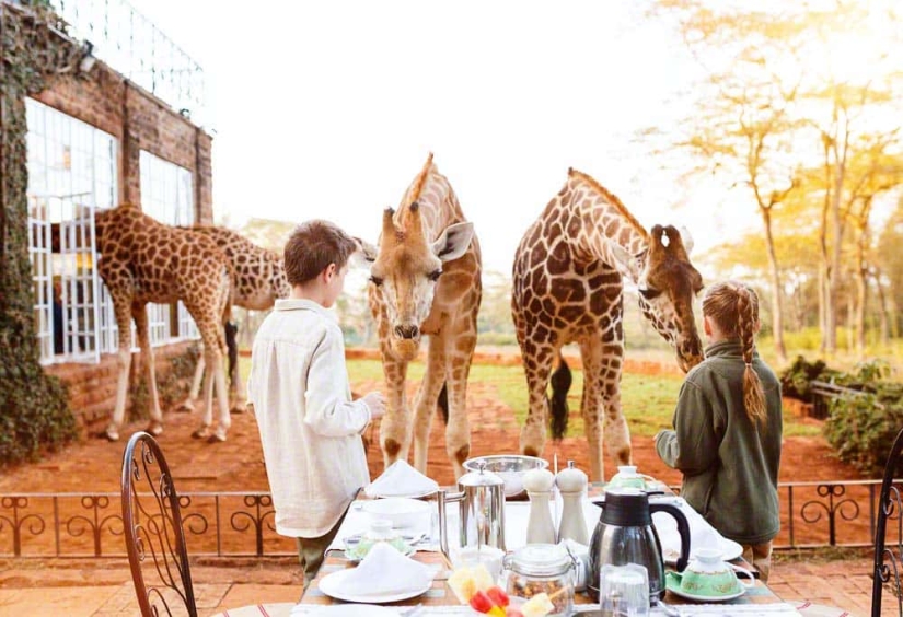 El exclusivo Giraffe Manor Hotel ofrece cenas con jirafas