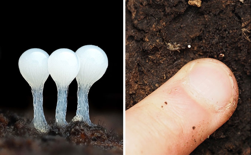 El fascinante mundo de los hongos que quizás nunca hayas visto: 16 primeros planos de Cyanesense El fascinante mundo de los hongos que quizás nunca hayas visto: 16 primeros planos de Cyanesense