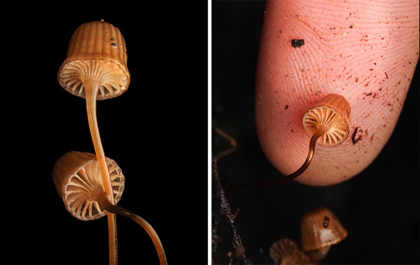 El fascinante mundo de los hongos que quizás nunca hayas visto: 16 primeros planos de Cyanesense El fascinante mundo de los hongos que quizás nunca hayas visto: 16 primeros planos de Cyanesense