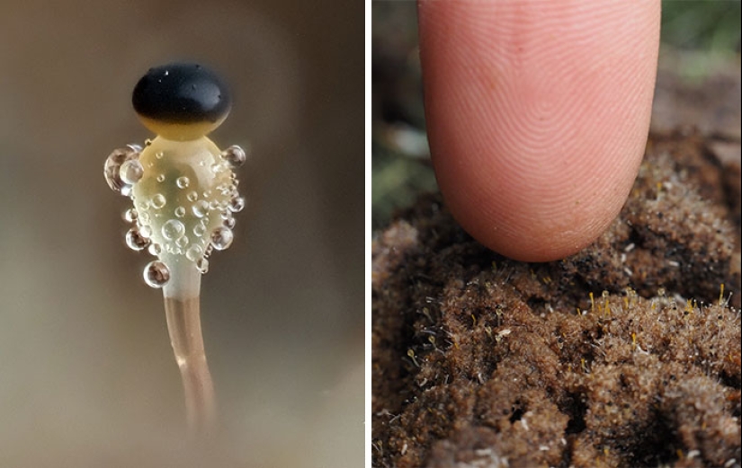 El fascinante mundo de los hongos que quizás nunca hayas visto: 16 primeros planos de Cyanesense El fascinante mundo de los hongos que quizás nunca hayas visto: 16 primeros planos de Cyanesense