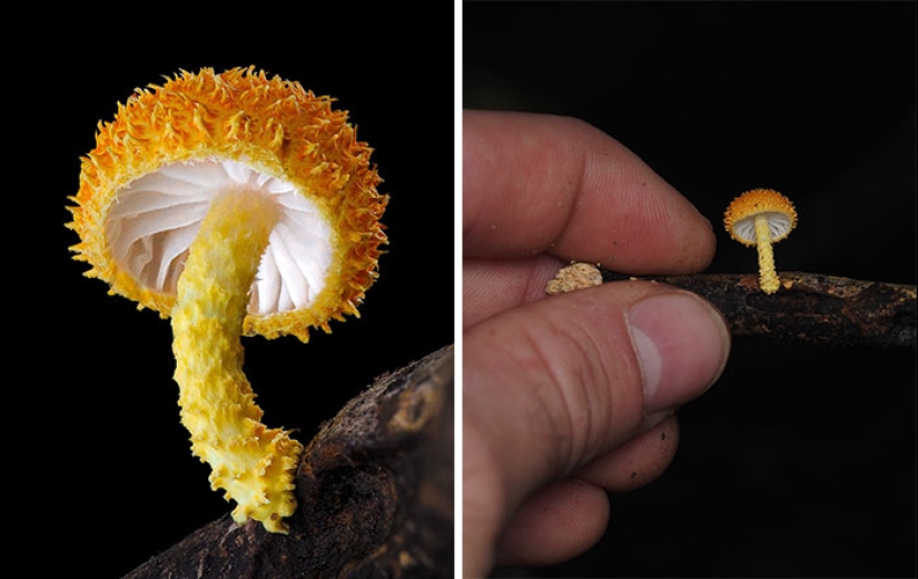 El fascinante mundo de los hongos que quizás nunca hayas visto: 16 primeros planos de Cyanesense El fascinante mundo de los hongos que quizás nunca hayas visto: 16 primeros planos de Cyanesense