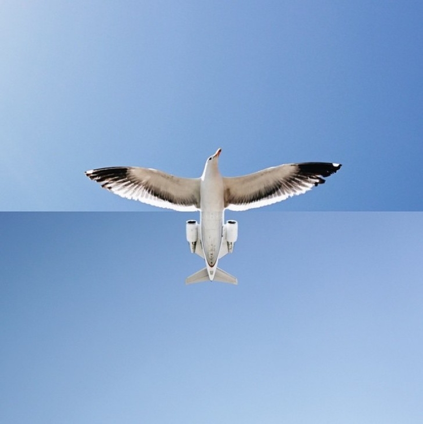 ¡El fotógrafo simplemente combina dos imágenes y obtiene un resultado genial!