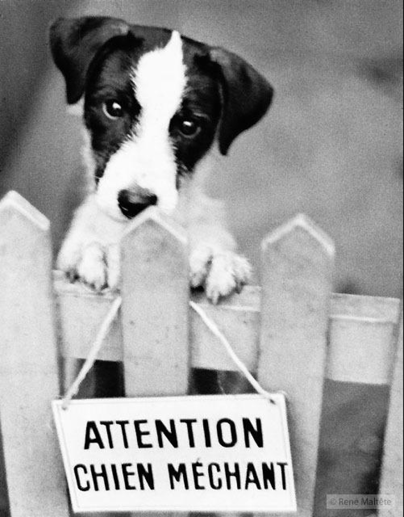 El genio de la fotografía René Maltet El genio de la fotografía René Maltet