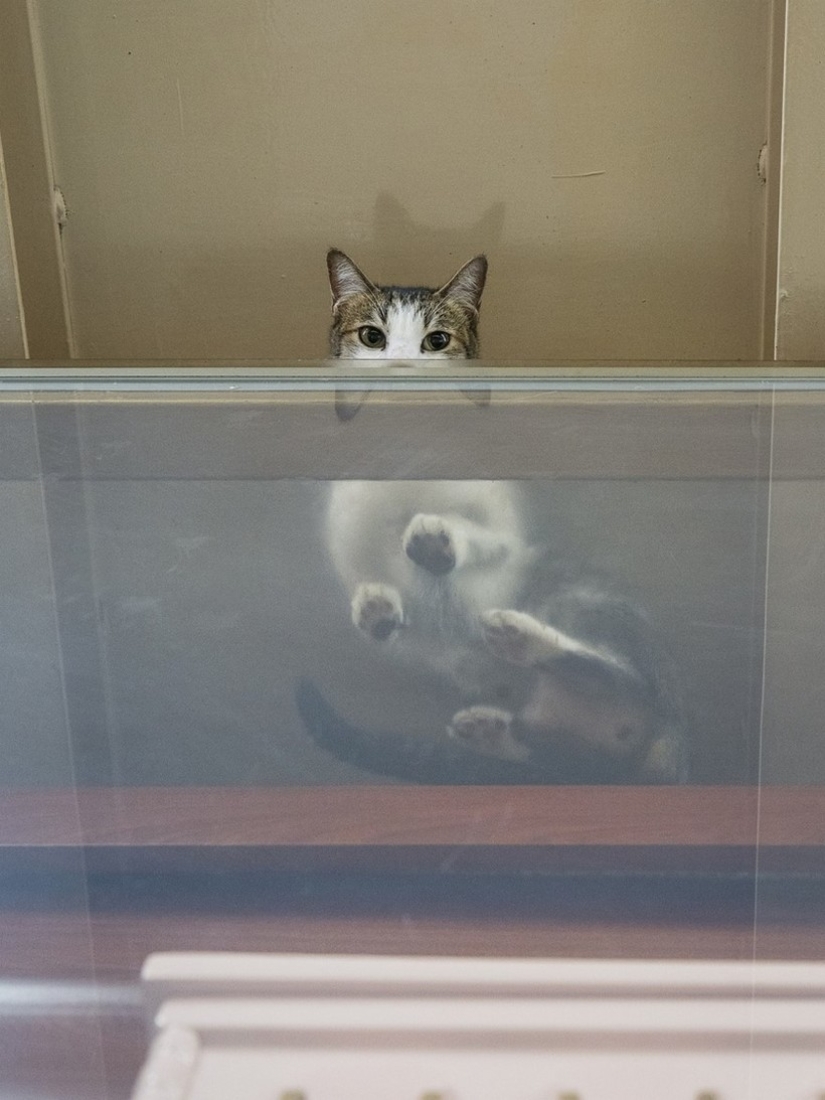 El Guardia Bigotudo: La vida secreta de los gatos en las tiendas de Hong Kong